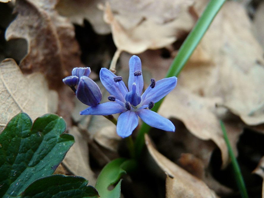 Narcissus tazetta